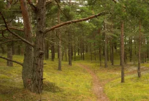 Gotland maasto kuvaa Ilo Urheilumatkat